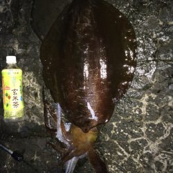 ３kg！気持ち良い引きを楽しみました♪